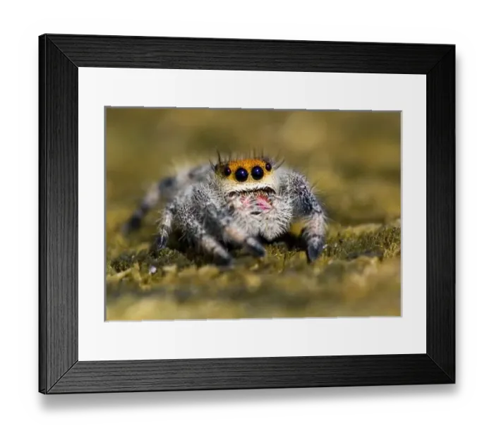 Framed Print : USA, Florida. Close-up of jumping spider Framed Print : USA, Florida. Close-up of jumping spider
