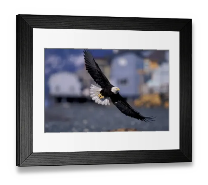 Framed Print : U. S. A. Alaska, Kenai Peninsula Bald eagle flying over beach houses Framed Print : U. S. A. Alaska, Kenai Peninsula Bald eagle flying over beach houses