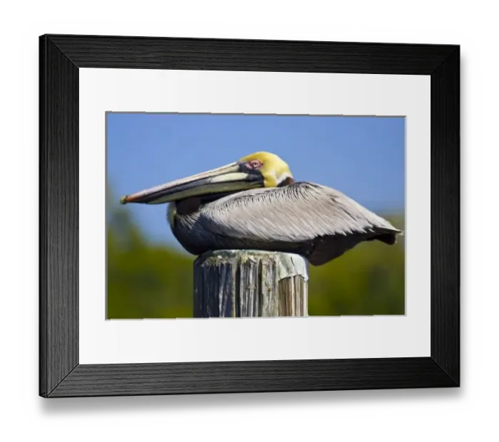Framed Print : USA, Florida, Everglades City, Big Cypress National Preserve. Portrait of roosting