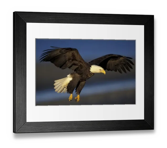 Framed Print : U. S. A. Alaska, Kenai Peninsula Bald eagle flying over shore, about to land Framed Print : U. S. A. Alaska, Kenai Peninsula Bald eagle flying over shore, about to land