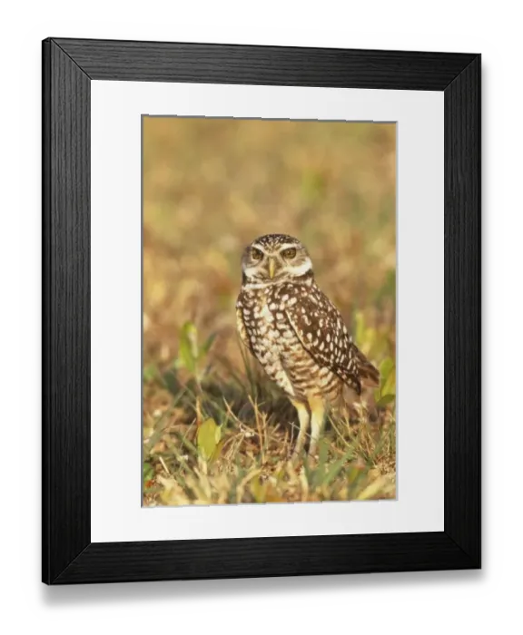 Framed Print : USA, Florida, Pompano Framed Print : USA, Florida, Pompano