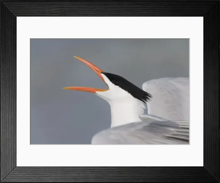 Framed Print : USA, Florida, Fort De Soto Park. Close-up of royal tern calling. Credit as: Arthur Framed Print : USA, Florida, Fort De Soto Park. Close-up of royal tern calling. Credit as: Arthur