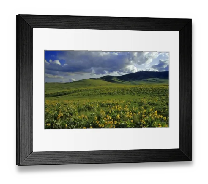 Framed Print : Arrowleaf balsomroot wildflowers with Bisin grazing at the National Bison Range in Framed Print : Arrowleaf balsomroot wildflowers with Bisin grazing at the National Bison Range in