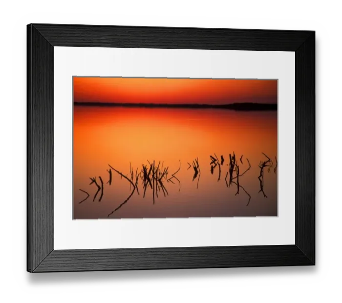 Framed Print : USA, Florida. Silhouettes of dead tree branches protrude through water on Lake Apopka at sunset