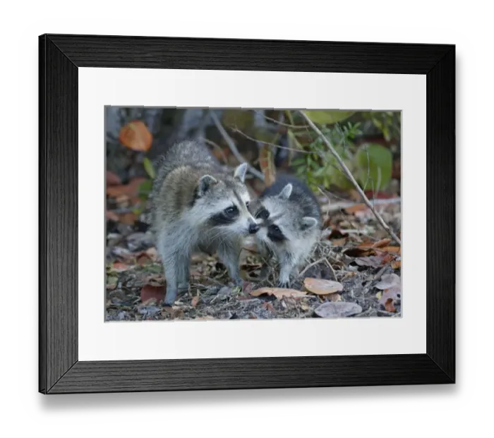 Framed Print : USA, Florida, Sanibel, Ding Darling National Wildlife Refuge. Young raccoon kissing adult