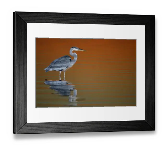 Framed Print : USA, Florida, St. Petersburg, Fort De Soto Park. Great blue heron, illuminated with a flash Framed Print : USA, Florida, St. Petersburg, Fort De Soto Park. Great blue heron, illuminated with a flash