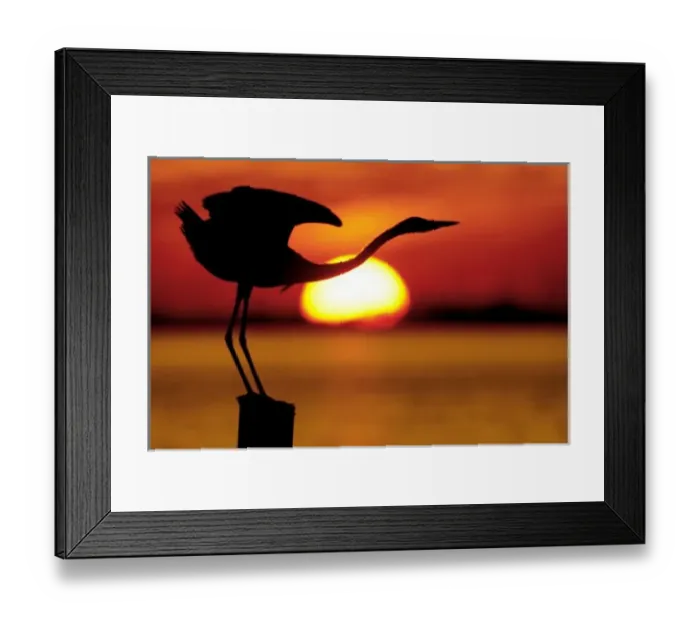 Framed Print : USA, Florida, St. Petersburg, Fort De Soto Park. Silhouette of great blue heron stretching