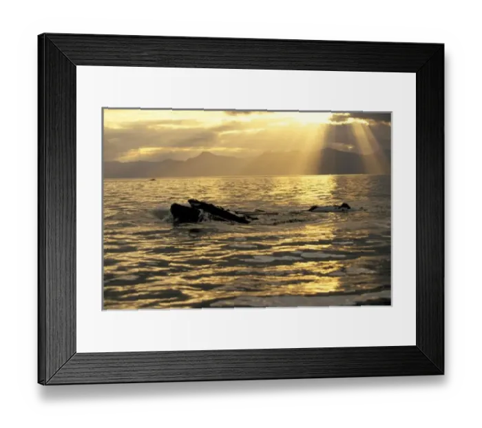 Framed Print : NA, USA, Alaska