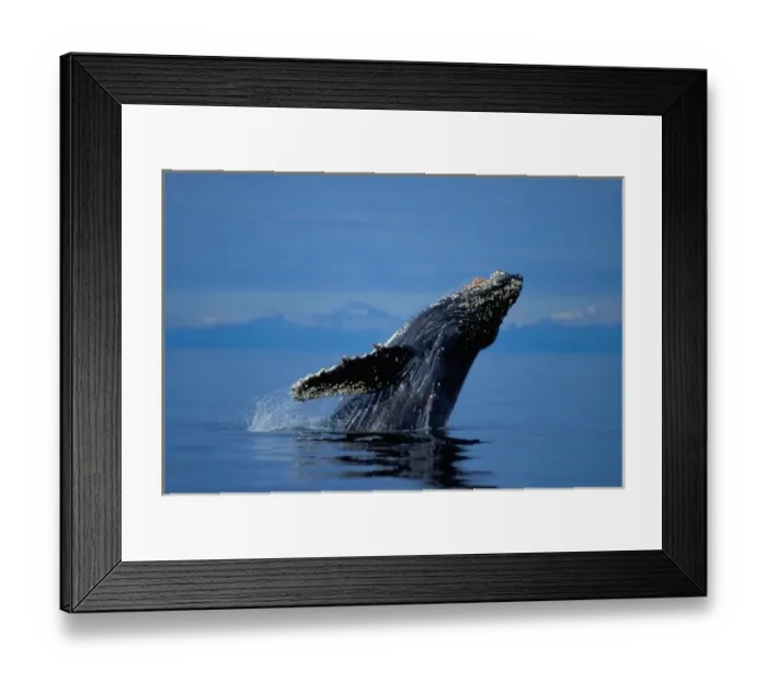 Framed Print : NA, USA, Alaska, Southeast Alaska, Inside Passage, Breaching humpback whale Framed Print : NA, USA, Alaska, Southeast Alaska, Inside Passage, Breaching humpback whale
