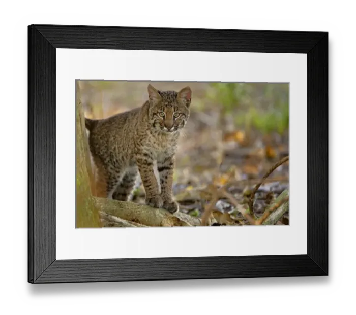 Framed Print : USA, North America, Florida