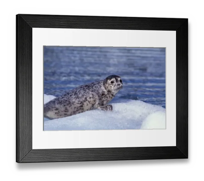 Framed Print : NA, USA, Alaska, Southeast Alaska, Le Conte Glacier, Harbor seal pup on ice Framed Print : NA, USA, Alaska, Southeast Alaska, Le Conte Glacier, Harbor seal pup on ice