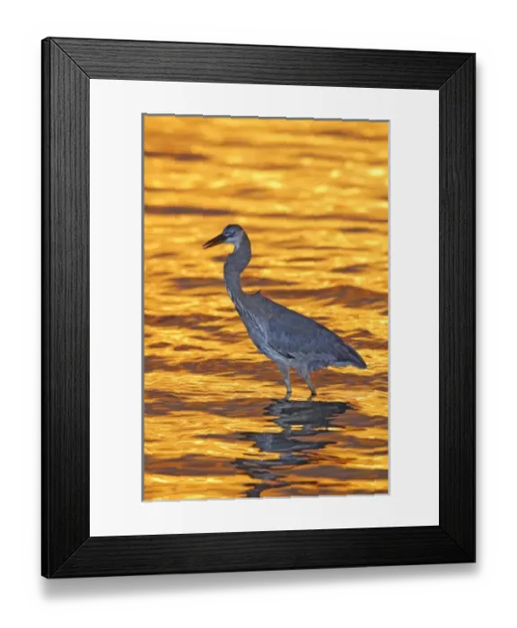Framed Print : USA, Florida, St Framed Print : USA, Florida, St