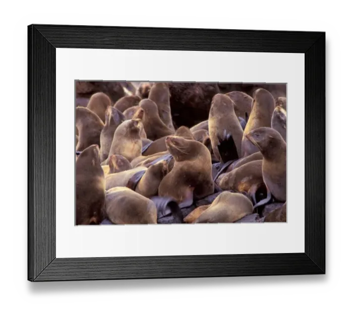 Framed Print : NA, USA, Alaska, Pribilof Islands, Northern fur seals (Callorhinus ursinus)