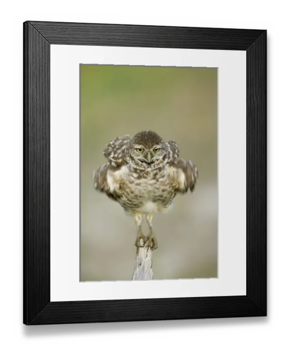 Framed Print : USA, Florida, Cape Framed Print : USA, Florida, Cape