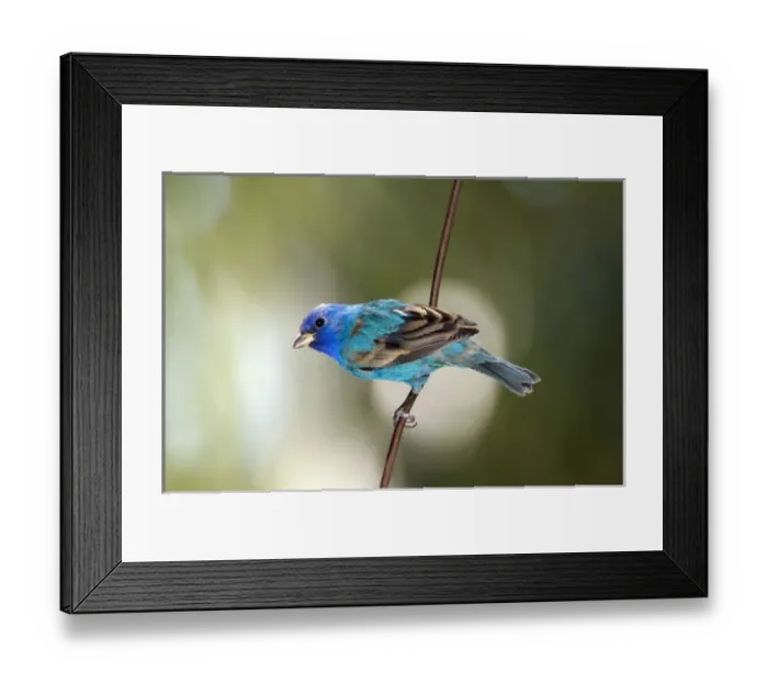 Framed Print : Indigo Bunting