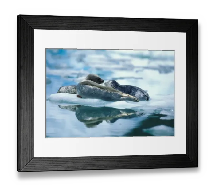 Framed Print : NA, USA, Alaska, Southeast Alaska, Le Conte Glacier, Mother and pup harbor seals Framed Print : NA, USA, Alaska, Southeast Alaska, Le Conte Glacier, Mother and pup harbor seals