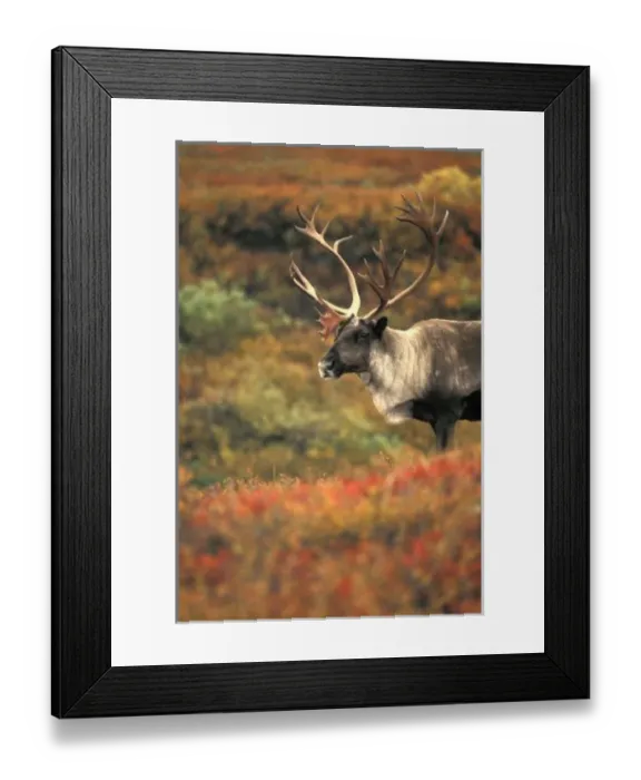 Framed Print : North America, USA, Alaska, Denali NP, Tundra. Caribou (Rangifer tarandus). Autumn Framed Print : North America, USA, Alaska, Denali NP, Tundra. Caribou (Rangifer tarandus). Autumn
