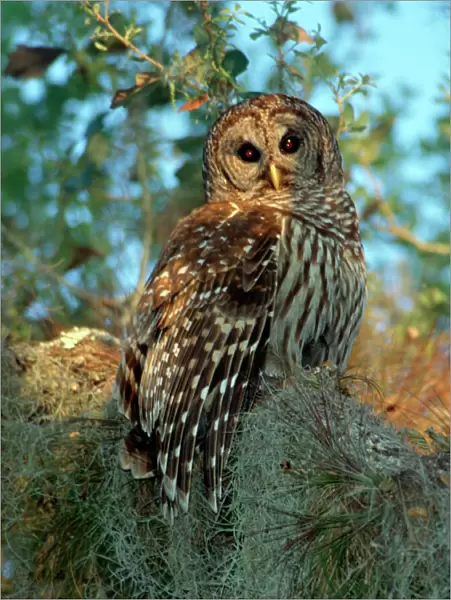 Barred Owl roosting