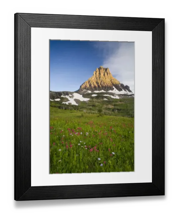 Framed Print : Wildflowers in the Hanging Gardens below Mt Clements at Logan Pass in Glacier National Framed Print : Wildflowers in the Hanging Gardens below Mt Clements at Logan Pass in Glacier National