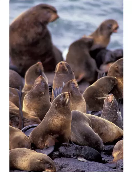 North America, USA, Alaska. Endangered Northern Fur Seal (Callorninus ursinus)