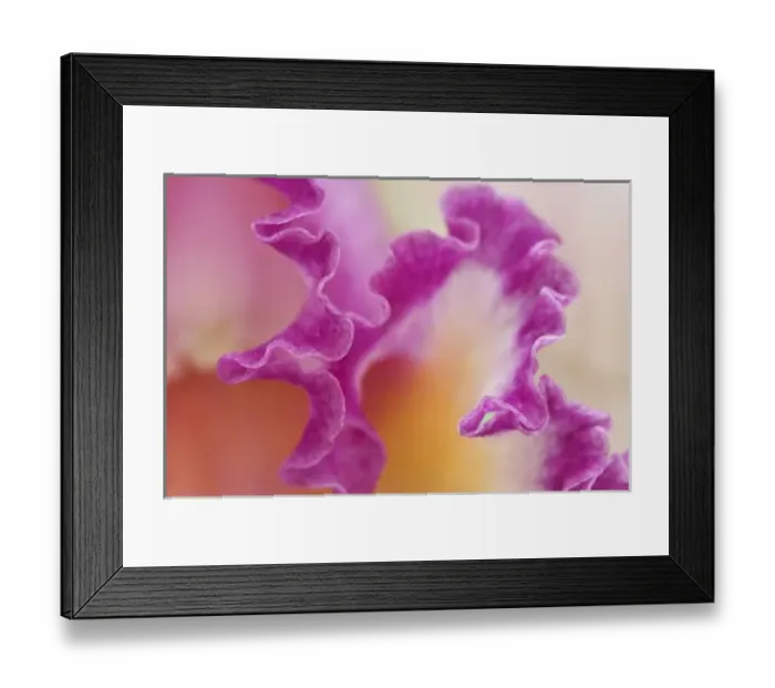 Framed Print : Hybrid orchid close-up, Delray Beach, Florida Framed Print : Hybrid orchid close-up, Delray Beach, Florida