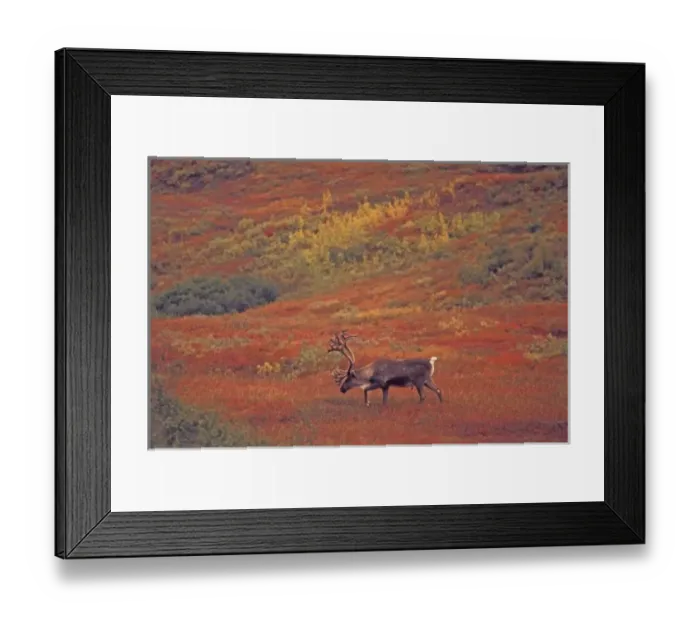 Framed Print : North America, USA, Alaska, Denali NP, Tundra. Caribou (Rangifer tarandus). Autumn Framed Print : North America, USA, Alaska, Denali NP, Tundra. Caribou (Rangifer tarandus). Autumn