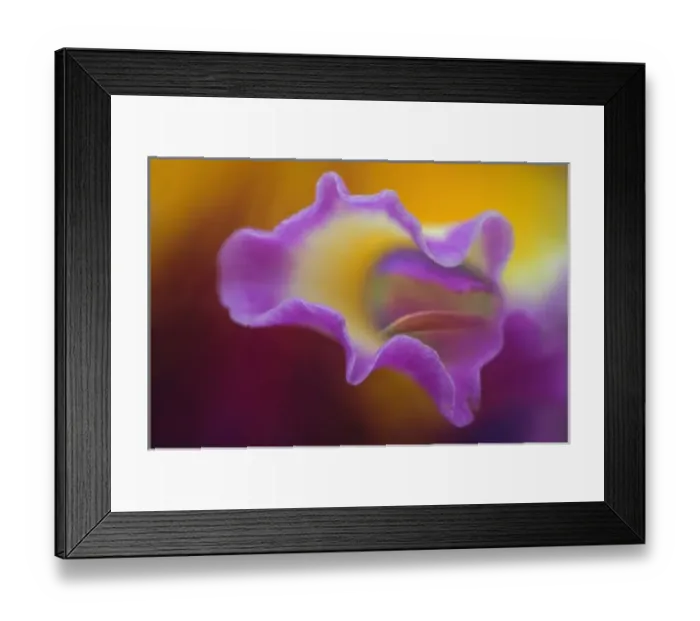 Framed Print : Hybrid orchid, Florida Framed Print : Hybrid orchid, Florida
