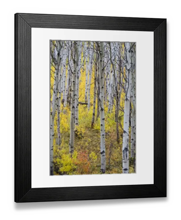 Framed Print : USA, North America, Montana Framed Print : USA, North America, Montana