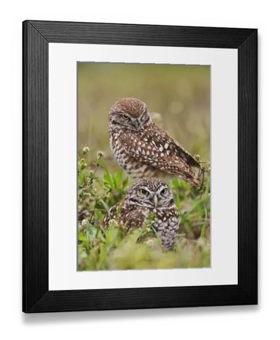Framed Print : USA, North America, Florida Framed Print : USA, North America, Florida