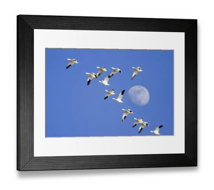 Framed Print : Snow geese take flight at Freezeout Lake NWR on the Rocky Mountain Front of Montana near Fairfield Framed Print : Snow geese take flight at Freezeout Lake NWR on the Rocky Mountain Front of Montana near Fairfield
