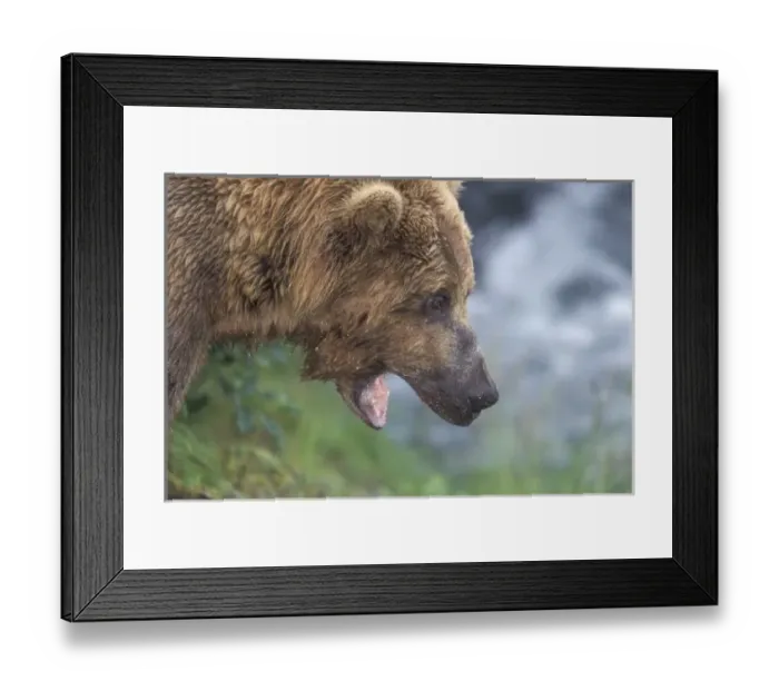 Framed Print : North America, USA, Alaska, Katmai NP, Brooks Falls. Brown bear (Ursus arctos)