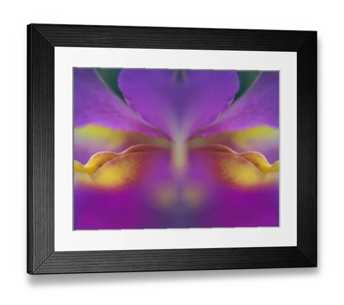 Framed Print : Hybrid orchid, Florida Framed Print : Hybrid orchid, Florida