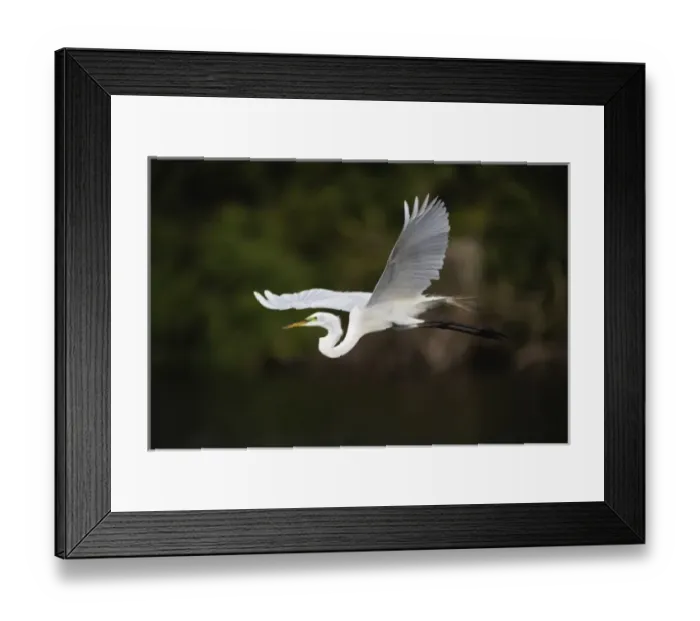 Framed Print : Great Egret in flight, Casmerodius albus, Sanibel Island, Florida Framed Print : Great Egret in flight, Casmerodius albus, Sanibel Island, Florida