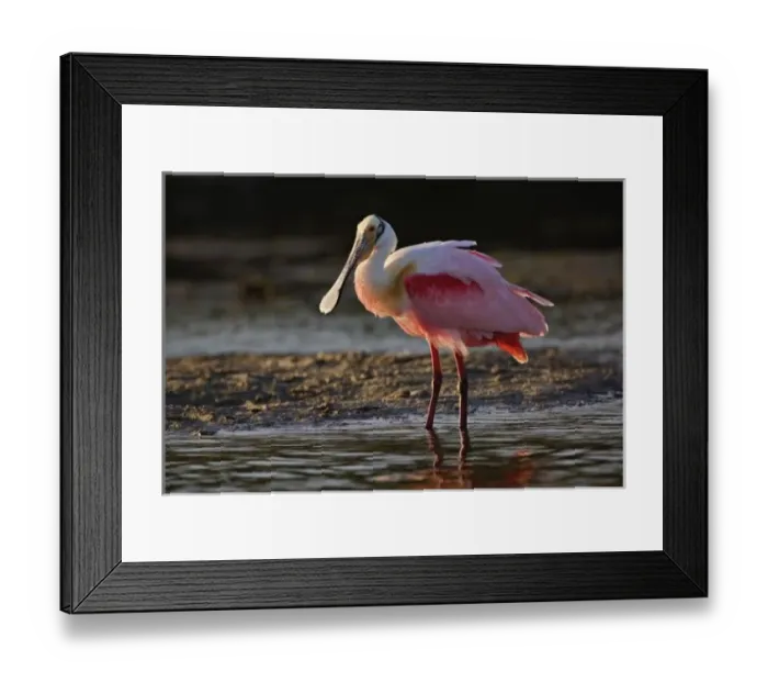 Framed Print : Roseate Spoonbill, Ajaia ajaja, Ding Darling National Wildlife Refuge, Sanibel Island
