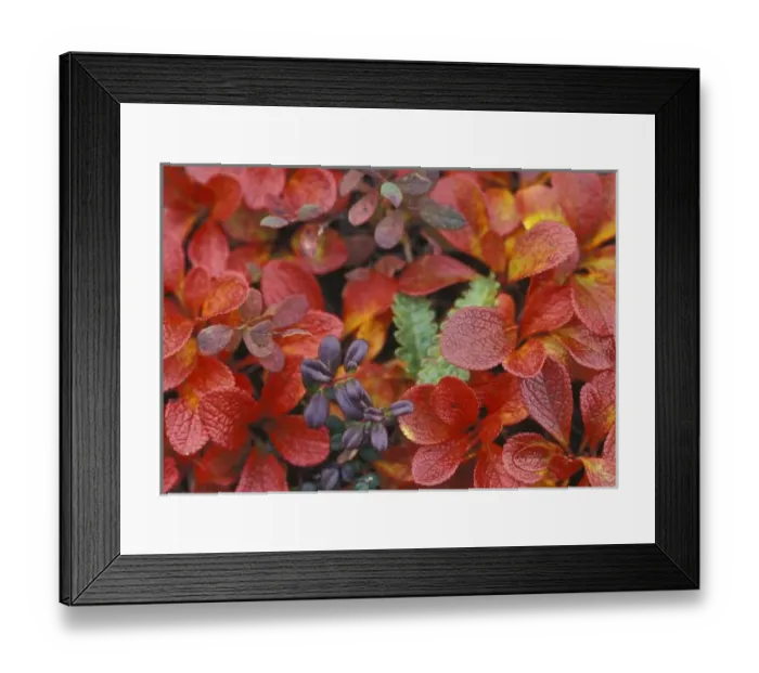 Framed Print : NA, USA, Alaska. Denali National Park. Bearberry (Arctostaphylos Uvaursi) and dwarf