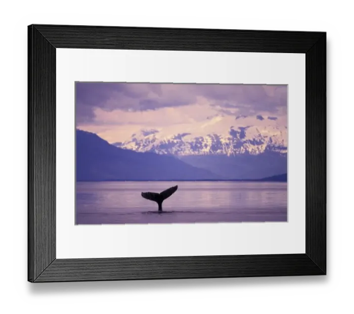 Framed Print : North America, USA, Alaska, Inside Passage. Humpback whale (Megaptera novangliae) Framed Print : North America, USA, Alaska, Inside Passage. Humpback whale (Megaptera novangliae)