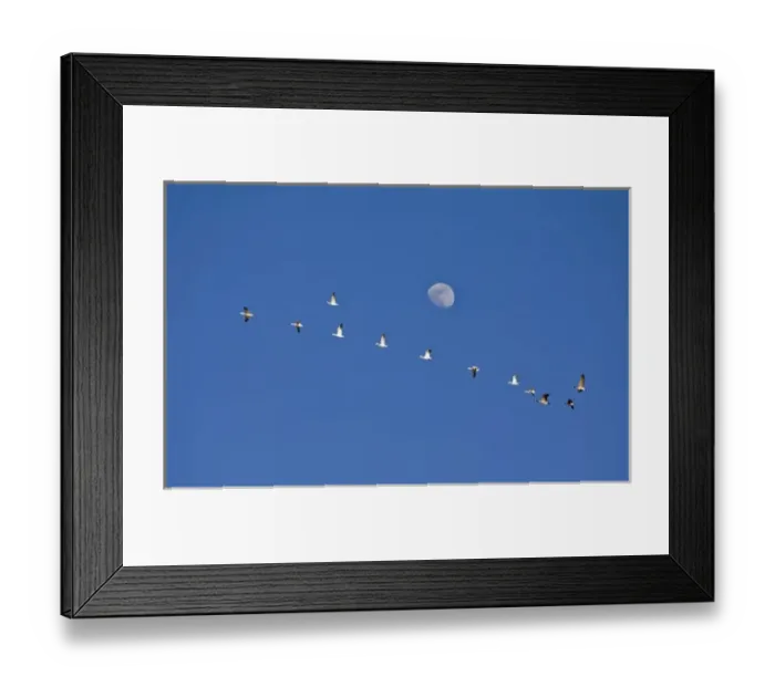 Framed Print : Snow geese and Canadian geese take flight at Freezeout Lake NWR on the Rocky Mountain Framed Print : Snow geese and Canadian geese take flight at Freezeout Lake NWR on the Rocky Mountain
