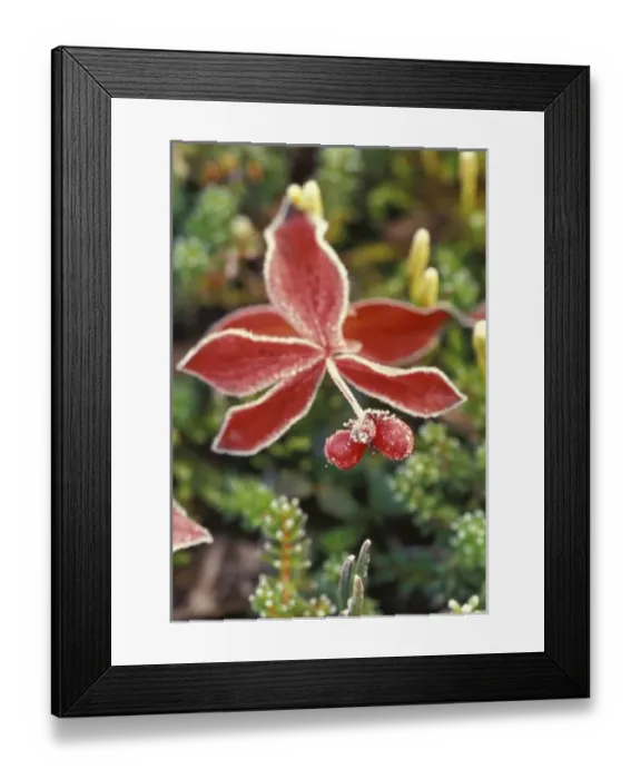 Framed Print : NA, USA, Alaska. Denali National Park, Wonder Lake. Fall-colored shrub (Skimmia sp. )