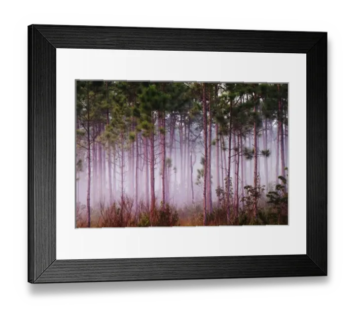 Framed Print : Mist among pine trees at sunrise, Everglades National Park, FL Framed Print : Mist among pine trees at sunrise, Everglades National Park, FL