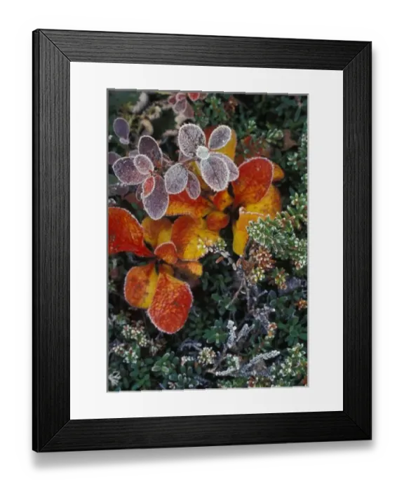 Framed Print : NA, USA, Alaska. Denali National Park. Bearberry (Arctostaphylos Uvaursi) and dwarf