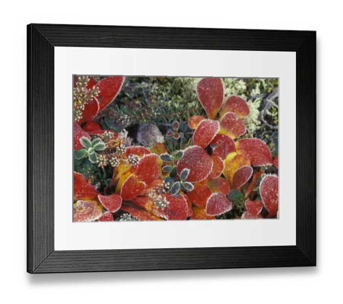 Framed Print : NA, USA, Alaska. Denali National Park. Bearberry (Arctostaphylos Uvaursi) and dwarf Framed Print : NA, USA, Alaska. Denali National Park. Bearberry (Arctostaphylos Uvaursi) and dwarf