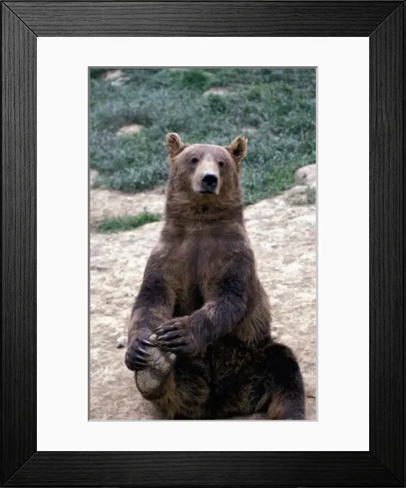 Framed Print : Alaska, southeast region Brown bear (Ursus arctos)
