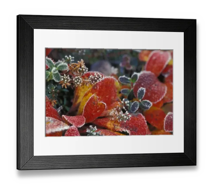 Framed Print : NA, USA, Alaska, Denali NP Frosted, fall-colored bearberry (Arctostaphylos uva-ursi) Framed Print : NA, USA, Alaska, Denali NP Frosted, fall-colored bearberry (Arctostaphylos uva-ursi)