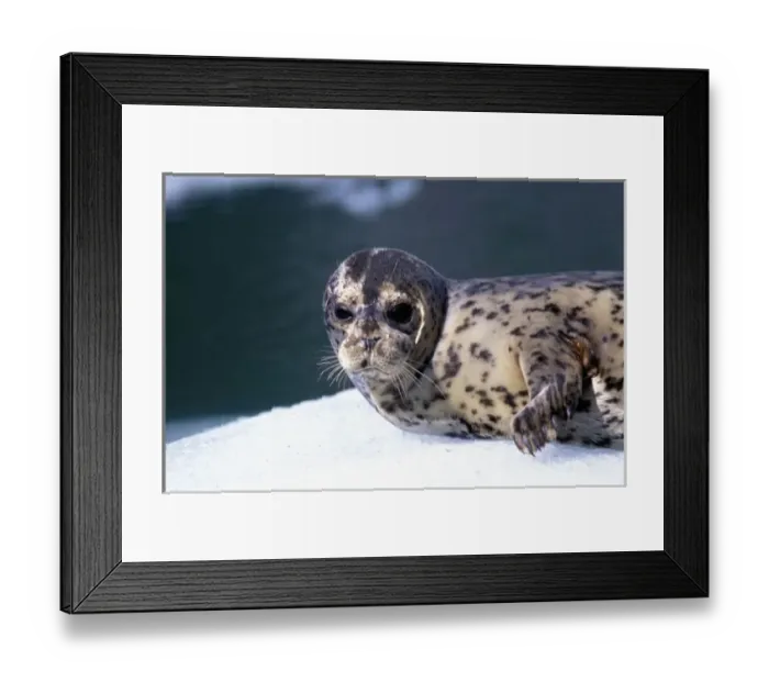 Framed Print : U. S. A. Alaska, Le Conte Glacier Close-up of baby harbor seal Framed Print : U. S. A. Alaska, Le Conte Glacier Close-up of baby harbor seal