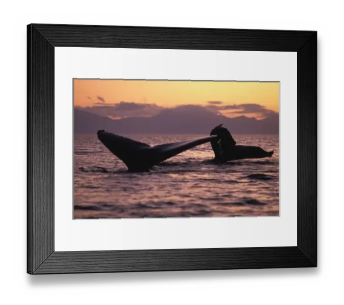 Framed Print : U. S. A. Alaska, Inside Passage Humpback whales (Megaptera novaengliae) at sunset
