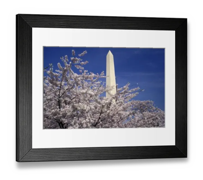 Framed Print : USA, Washington DC. Cherry Blossom Festival (3, 000 cherry trees donated by Tokyo in 1912) Framed Print : USA, Washington DC. Cherry Blossom Festival (3, 000 cherry trees donated by Tokyo in 1912)
