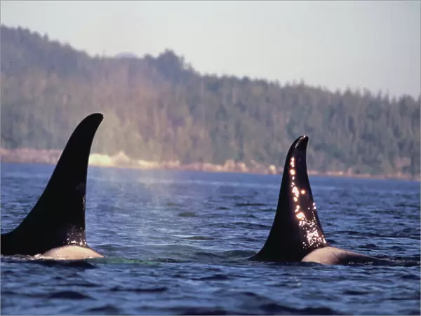 U. S. A. Alaska, Inside Passage Surfacing Orca killer whales (Orcinus orca)
