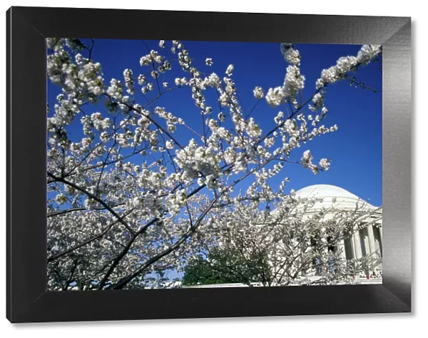 USA, Washington DC. Cherry Blossom Festival and the Jefferson Memorial