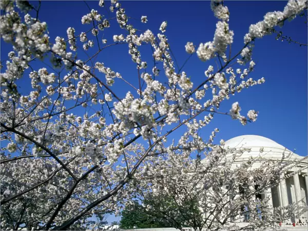 USA, Washington DC. Cherry Blossom Festival and the Jefferson Memorial
