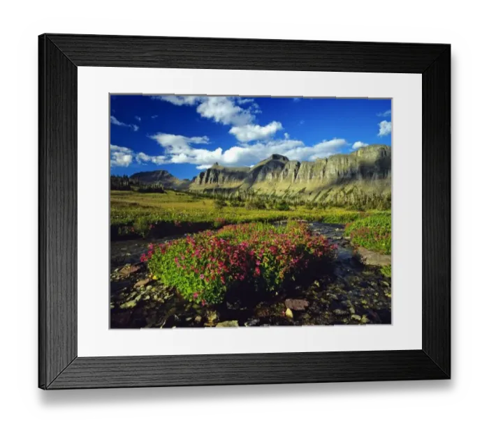 Framed Print : Monkeyflowers at Logan Pass in Glacier National Park in Montana Framed Print : Monkeyflowers at Logan Pass in Glacier National Park in Montana